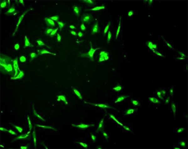 Figure 1. Imaging of CytoFlamma®496 cell membrane staining.png